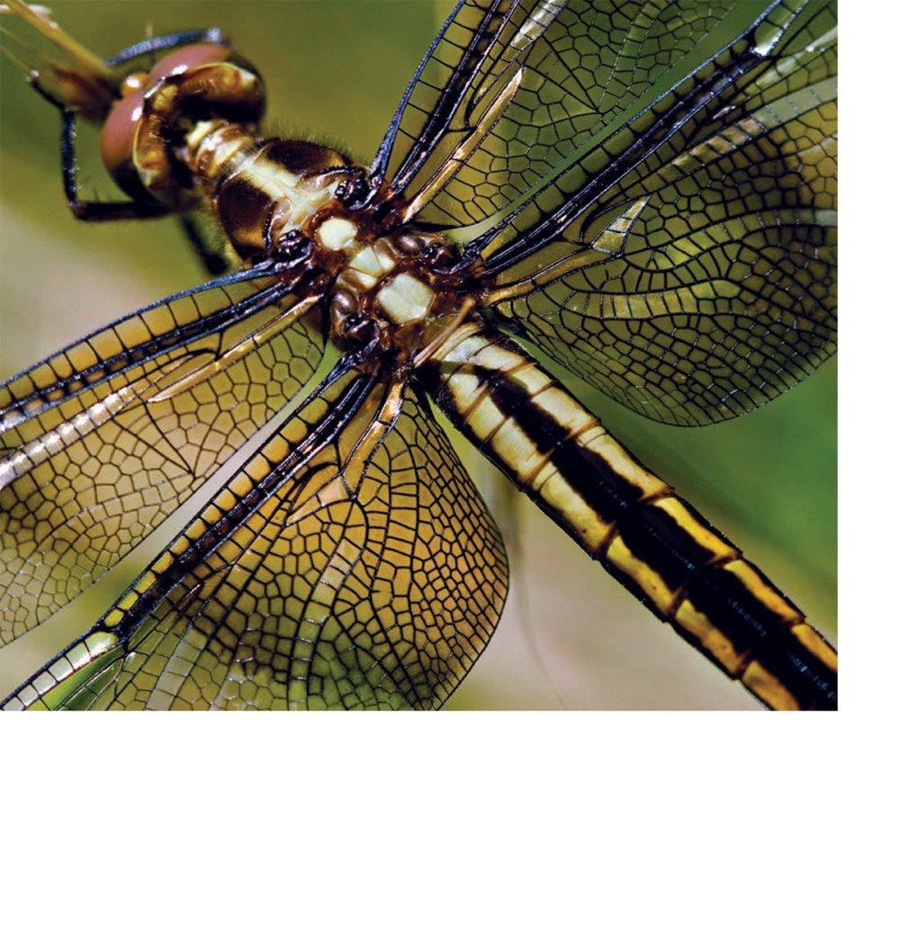 Dragonflies have two sets of large wings Dragonfly wings look thin but - photo 6