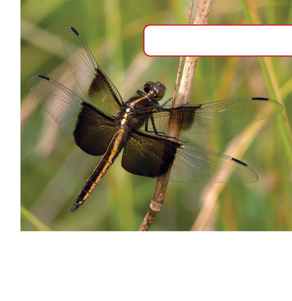 Dragonfly wings look thin but these insects are strong fliers You can see - photo 7