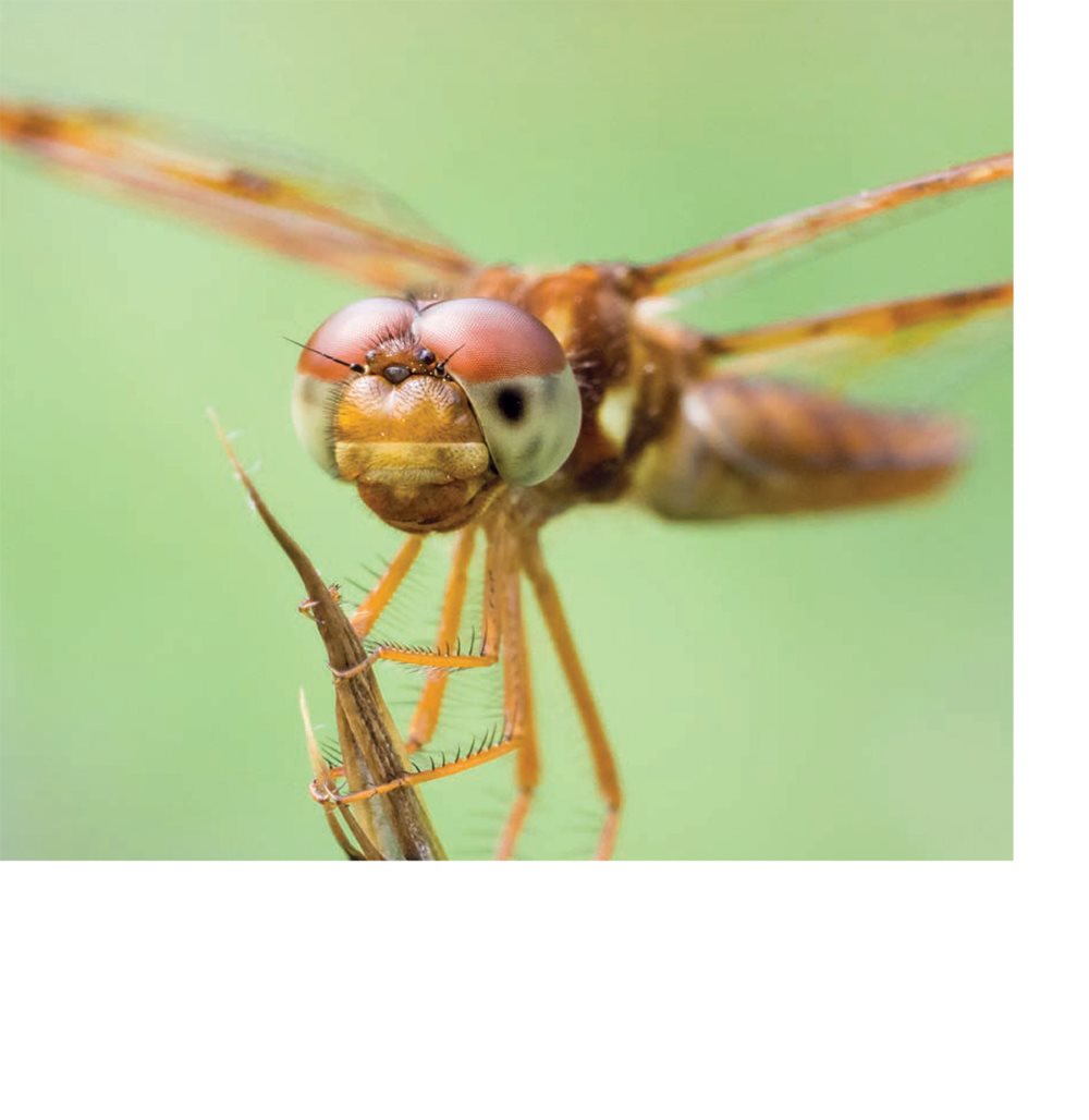 Dragonflies have huge eyes Dragonflies can see insects flying in front - photo 8