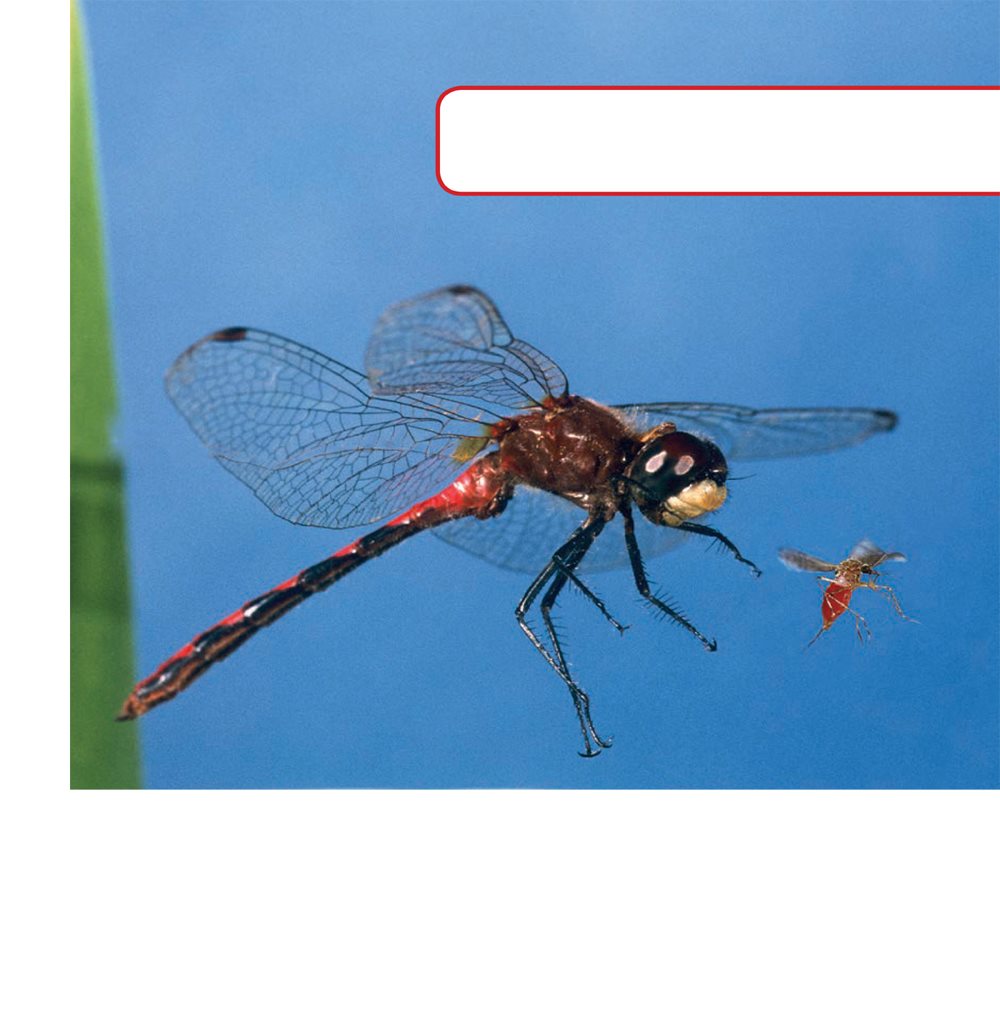 Dragonflies can see insects flying in front of them or behind them They - photo 9