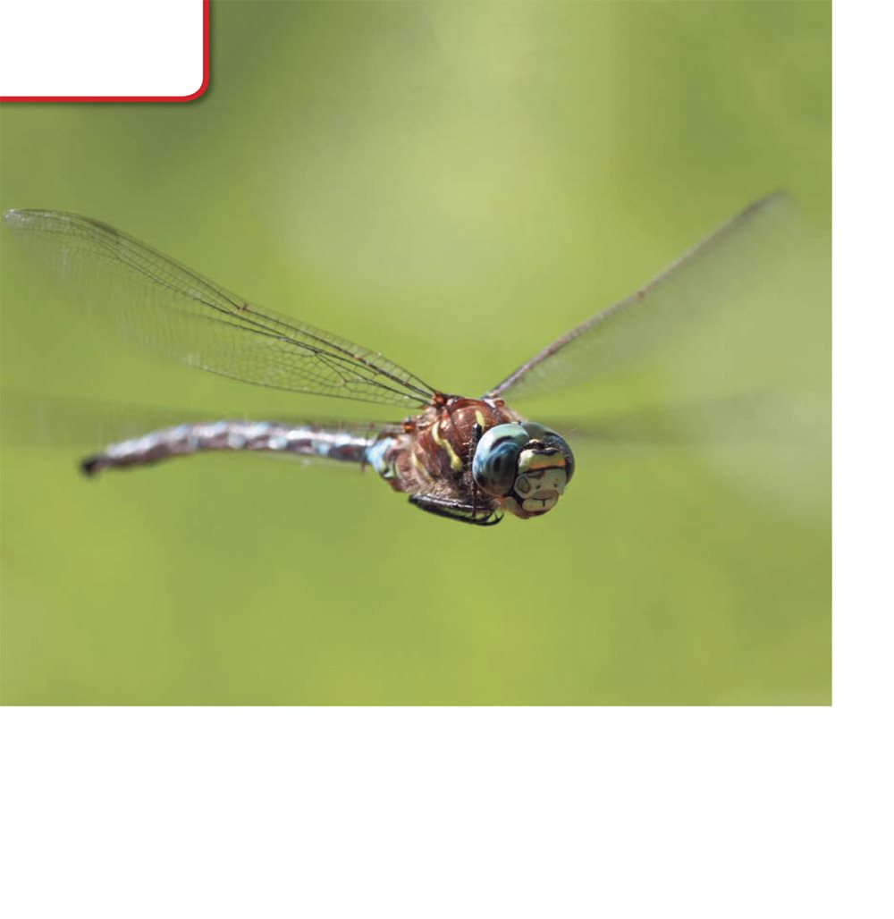 Food Dragonflies hunt for food as they fly They eat other insects - photo 16