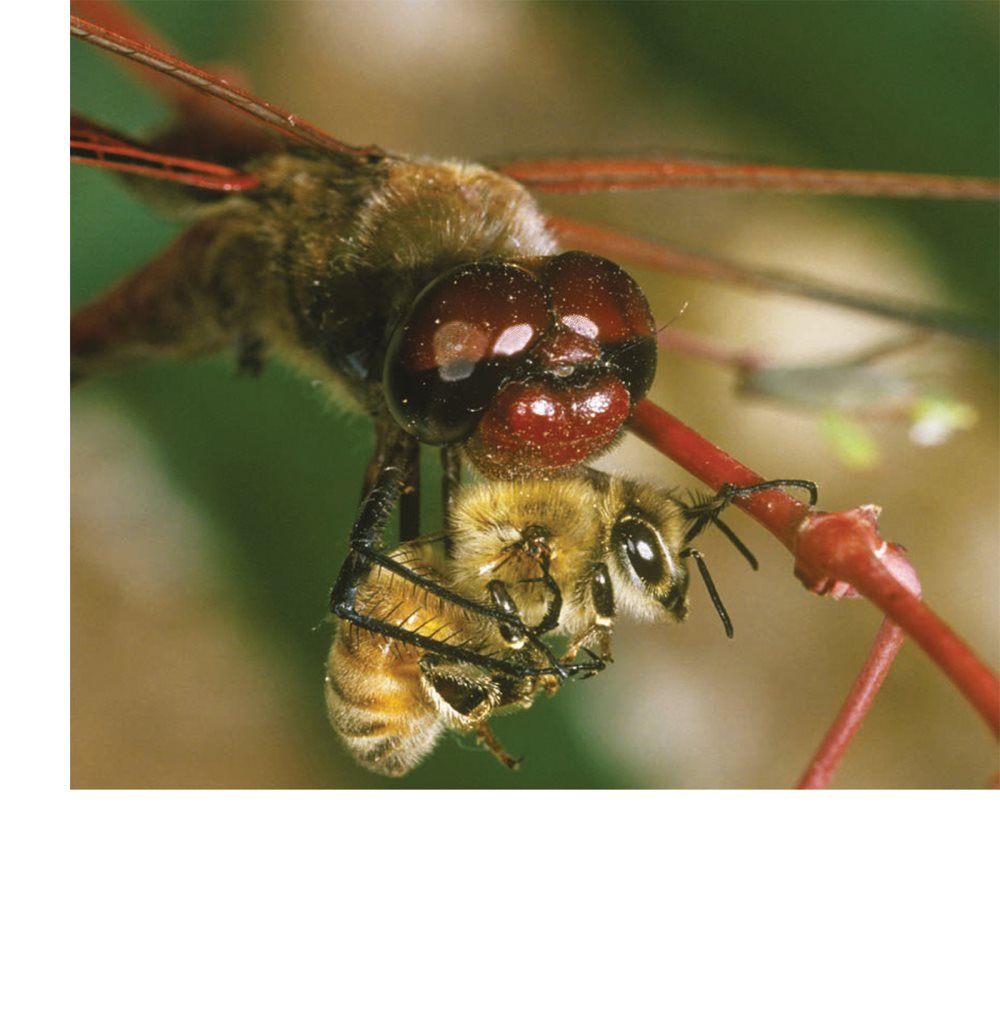 They eat other insects What Dragonflies Do Dragonflies fly faster than - photo 17