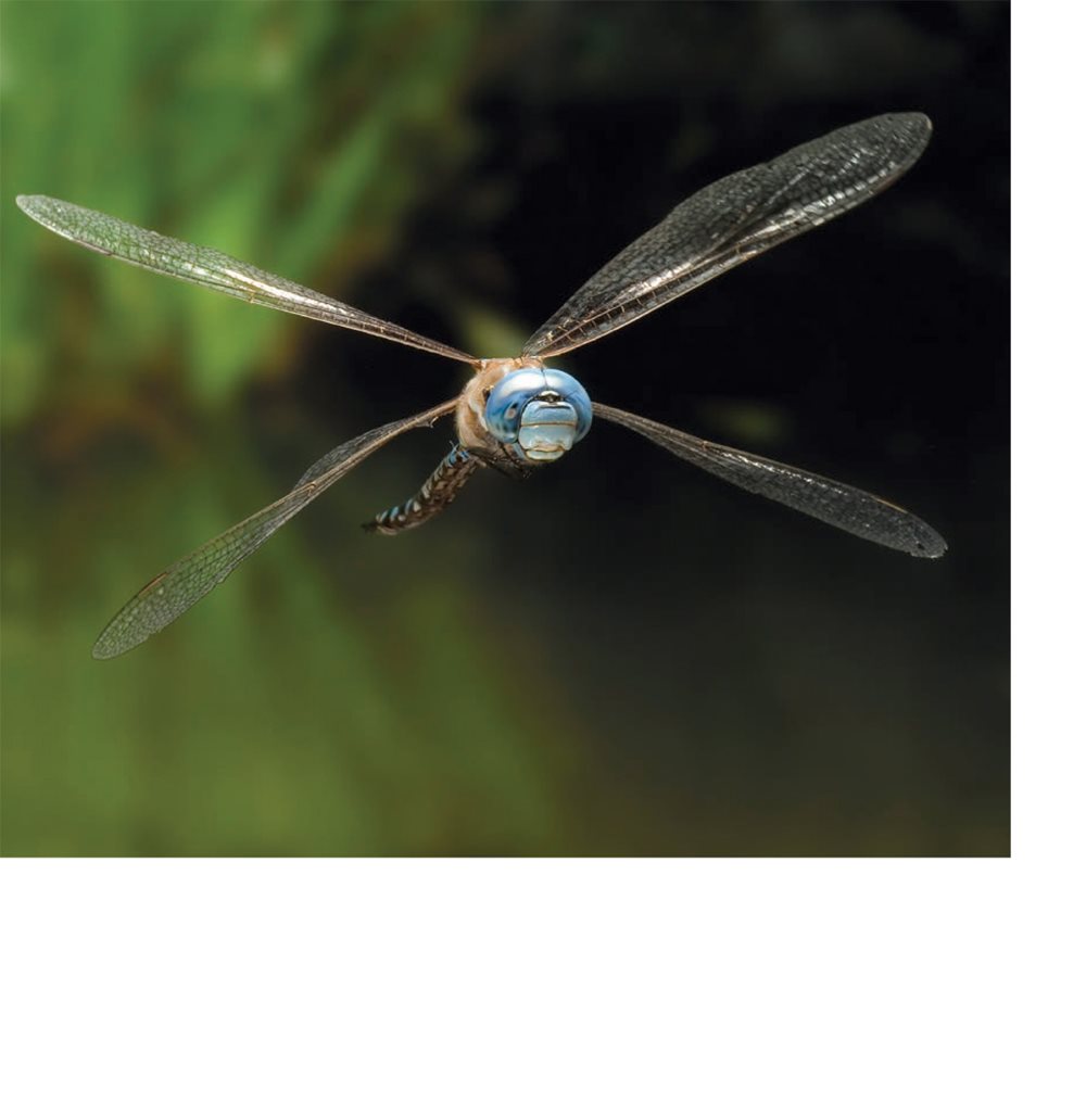 Dragonflies can even hover in one place But they are very hard to - photo 20