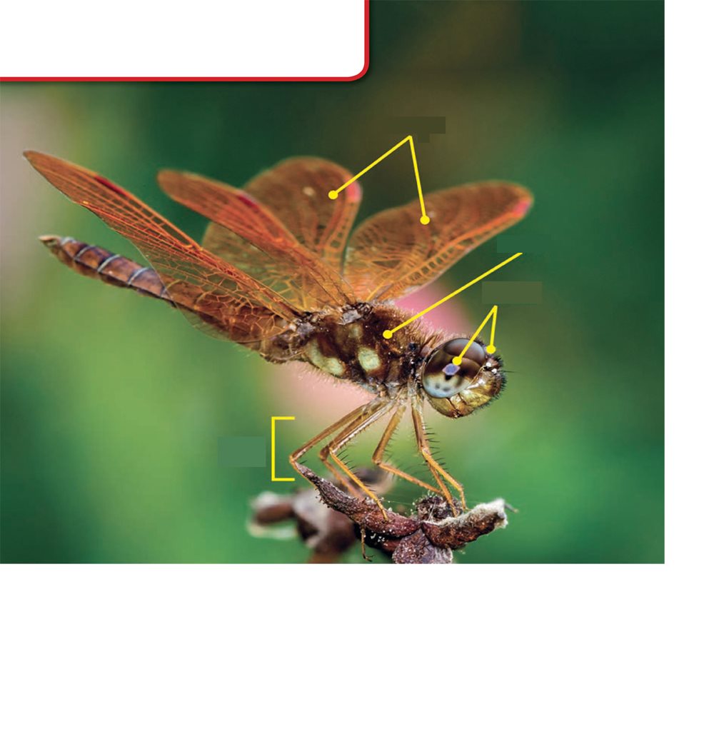 Dragonfly Parts wings body eyes legs Glossary hover to float in - photo 22