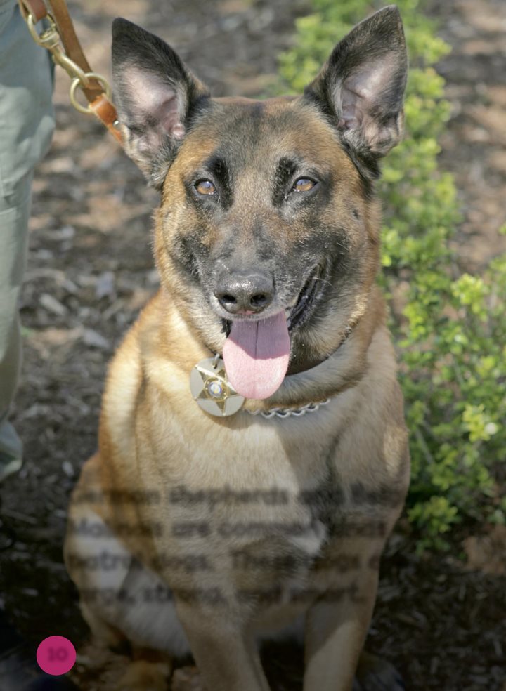 German shepherds and Belgian Malinois are common kinds of patrol dogs - photo 10