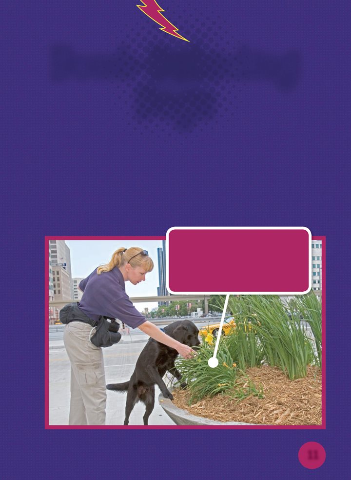 Bomb Detecting Dogs Bomb- detecting dogs sniff out dangerous chemicals - photo 11