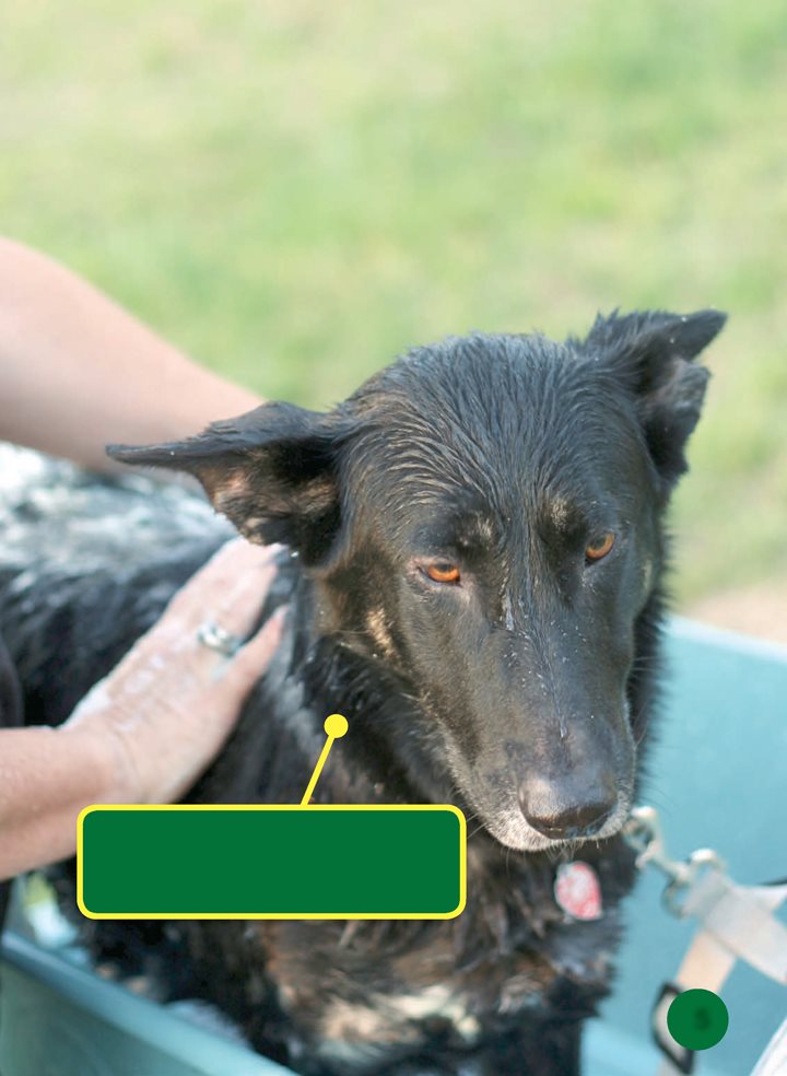 A K-9 handler and his patrol dog are partners The K-9 handler is - photo 5