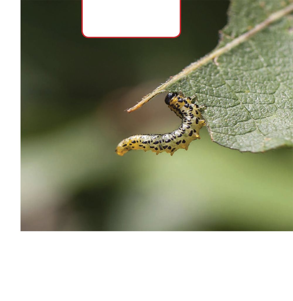 A small caterpillar crawls on a leaf Caterpillars can be big or small - photo 9