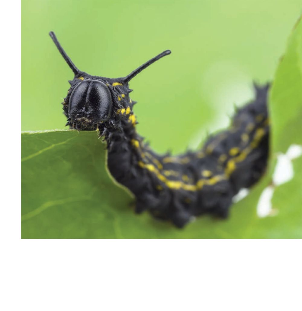 They have strong mouths for eating Where to Find Caterpillars - photo 11