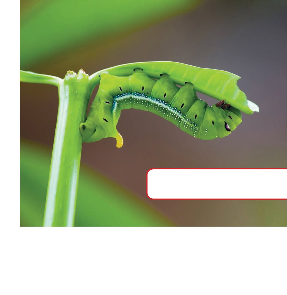 This caterpillars green body helps it hide on a leaf They often hide under - photo 13