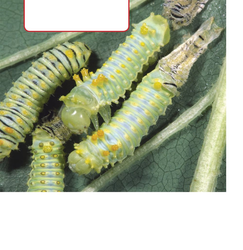 These caterpillars are wiggling out of their skin Their skin gets tight - photo 18