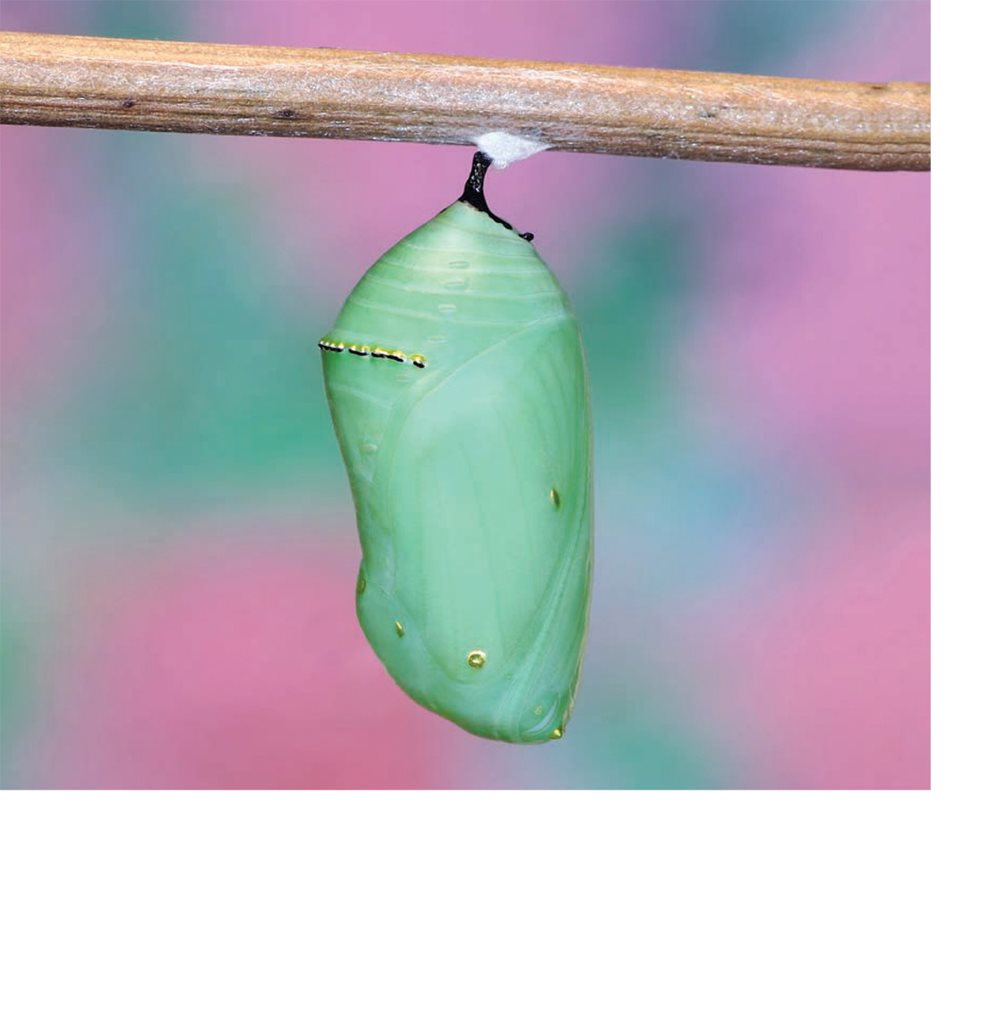 Caterpillars build cocoons Soon they turn into butterflies or moths - photo 20