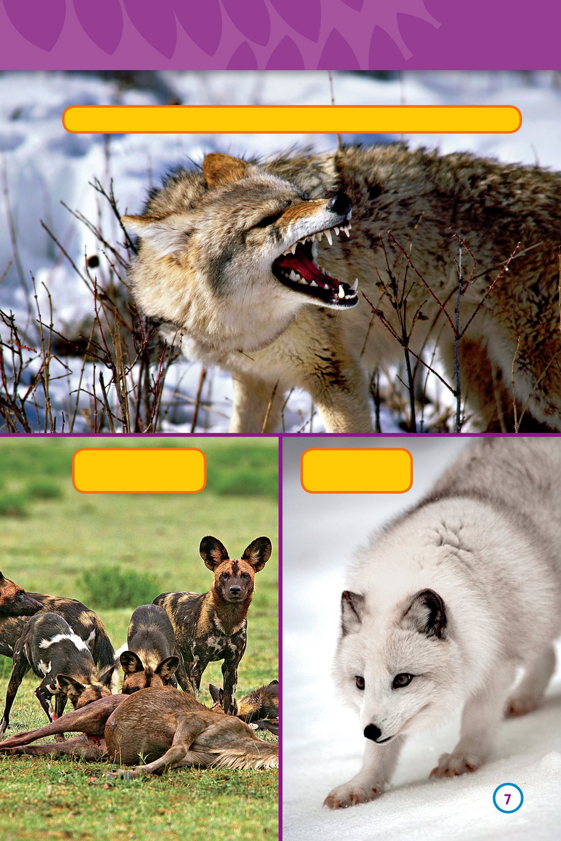 A coyote has teeth Some can tear flesh Others can crush bone An arctic - photo 9