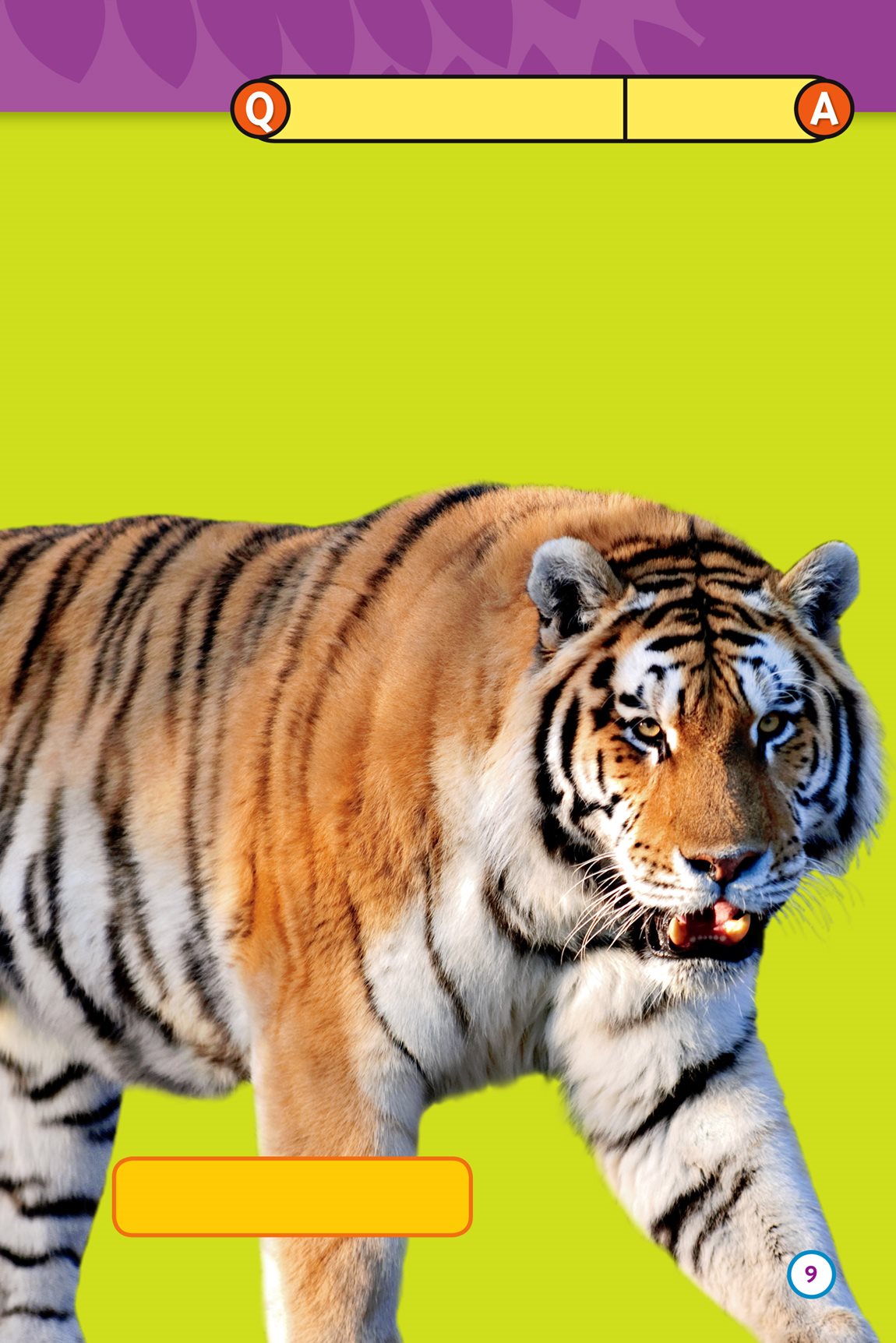 What is the biggest cat in the world The Siberian tiger It can weigh more - photo 11