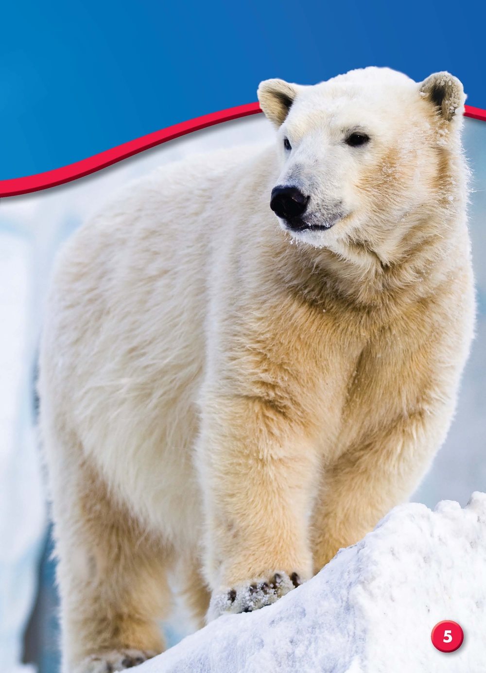 Polar bears live in the Arctic the cold northern partof the world They - photo 4