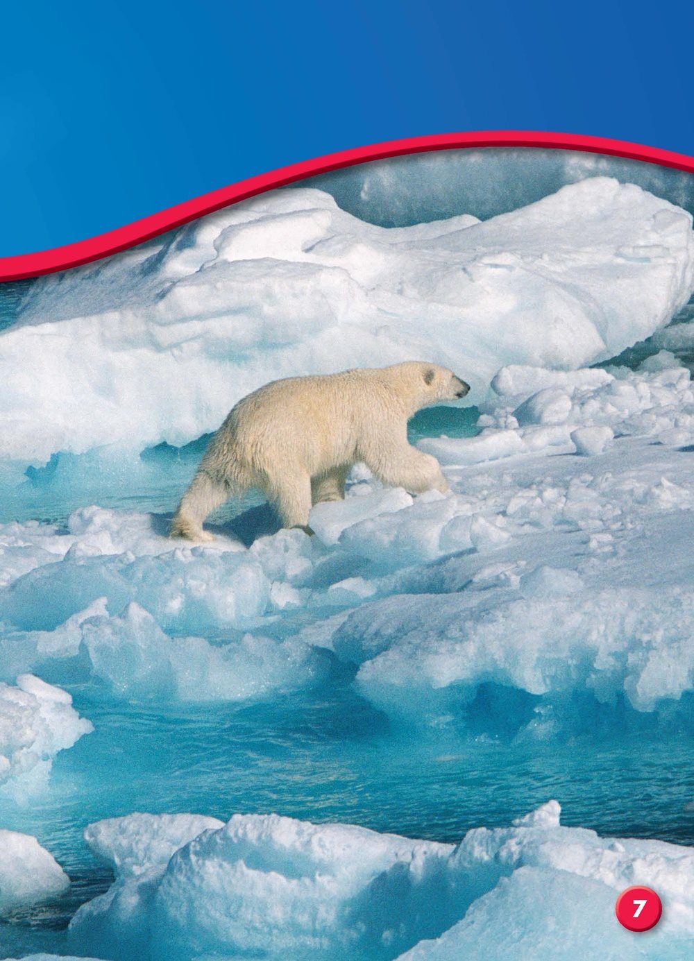 Polar bears have rough pads on their paws The pads keep polar bears - photo 7