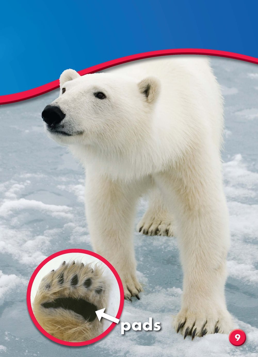 Thick fur and fat keep polar bears warm Their fat is called blubber - photo 9