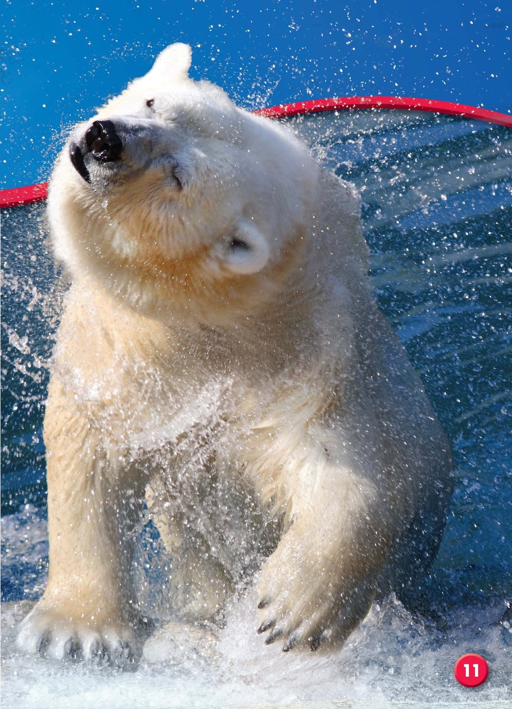 Blubber also helps polar bears float They are good swimmers - photo 12