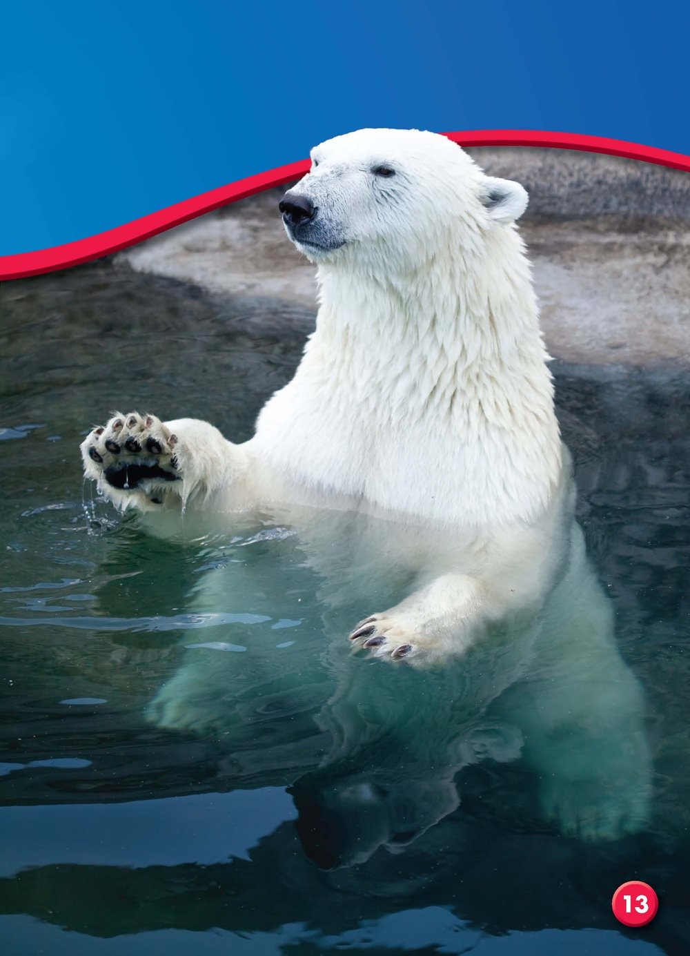 Polar bears paddle with their front paws They use their back paws to - photo 14