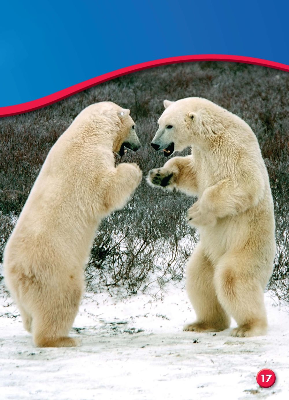 Polar bears are predators animals that huntother animals for food They - photo 19