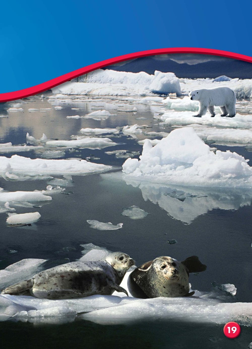 Polar bears wait near water for prey to come up for air Then they attack - photo 23