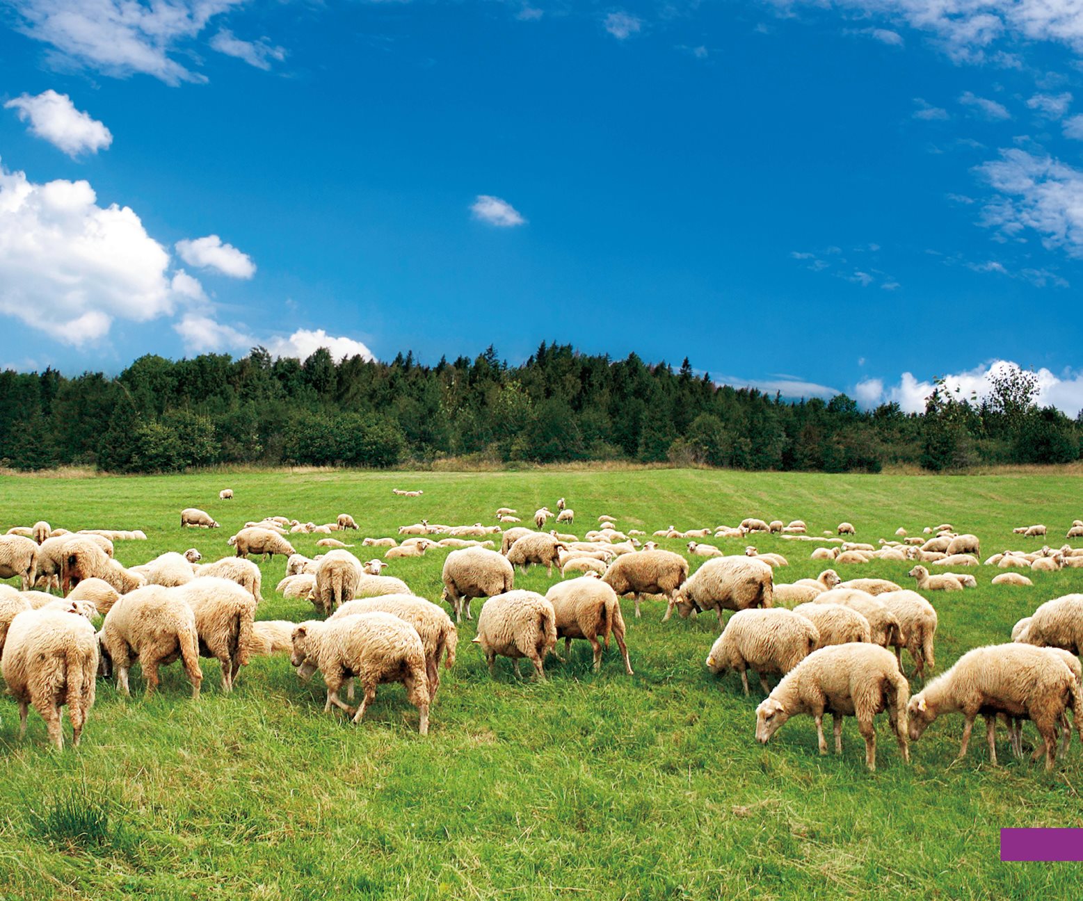 Sheep have thick fur called A sheeps wool can be white tan brown or other - photo 7