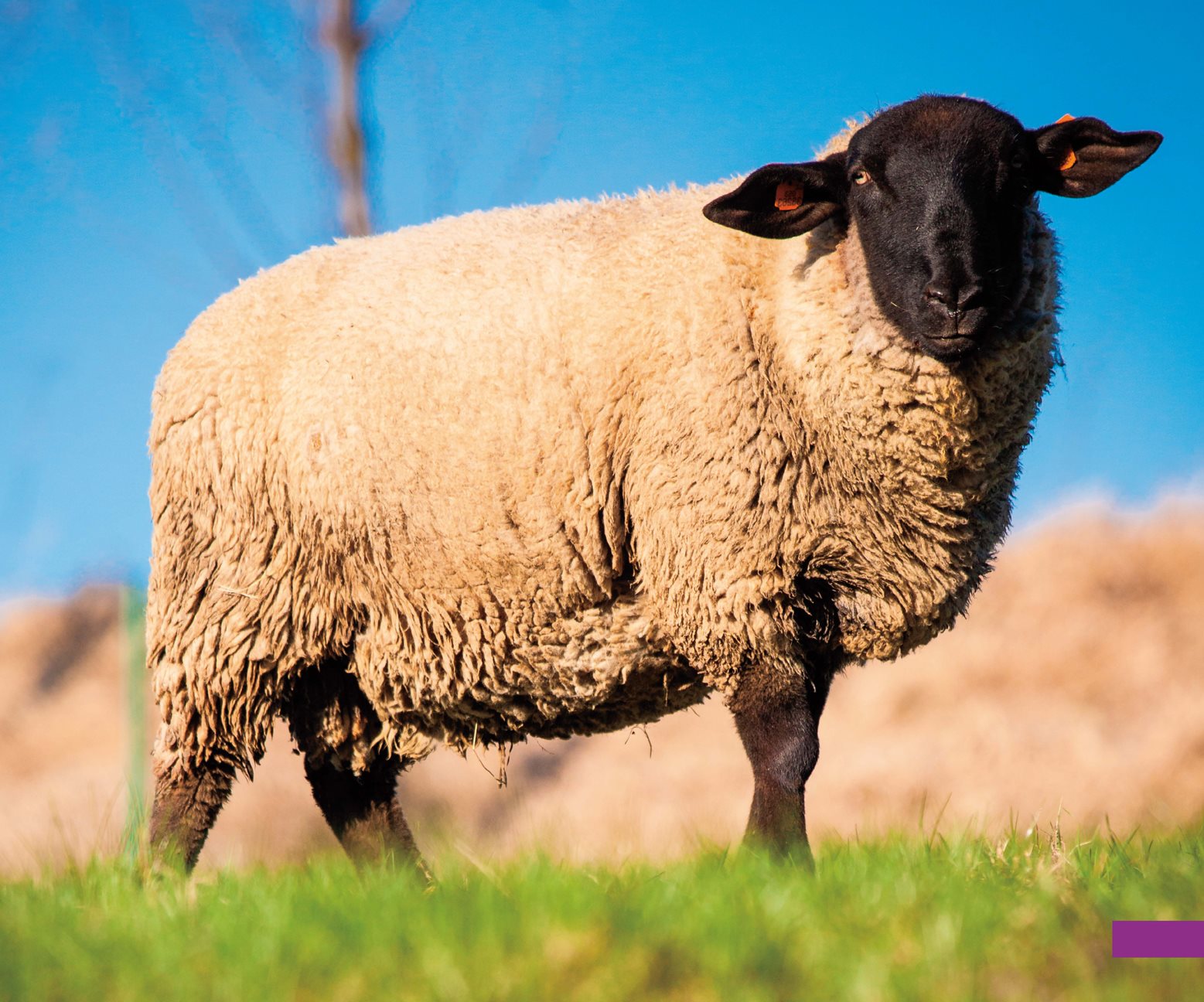 About 900 different of sheep live around the world An adult sheep can weigh up - photo 9