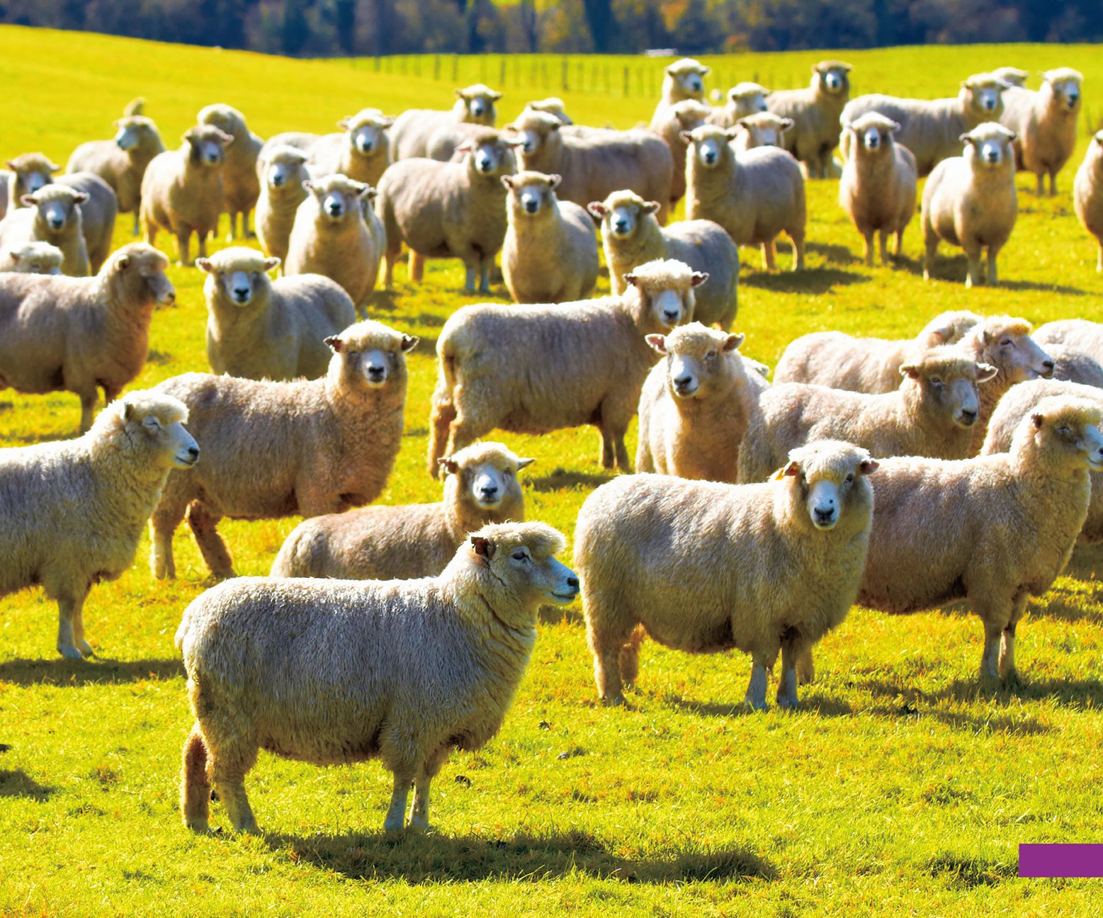 Adults and Babies Male and female sheep live on the farm Males are called - photo 11