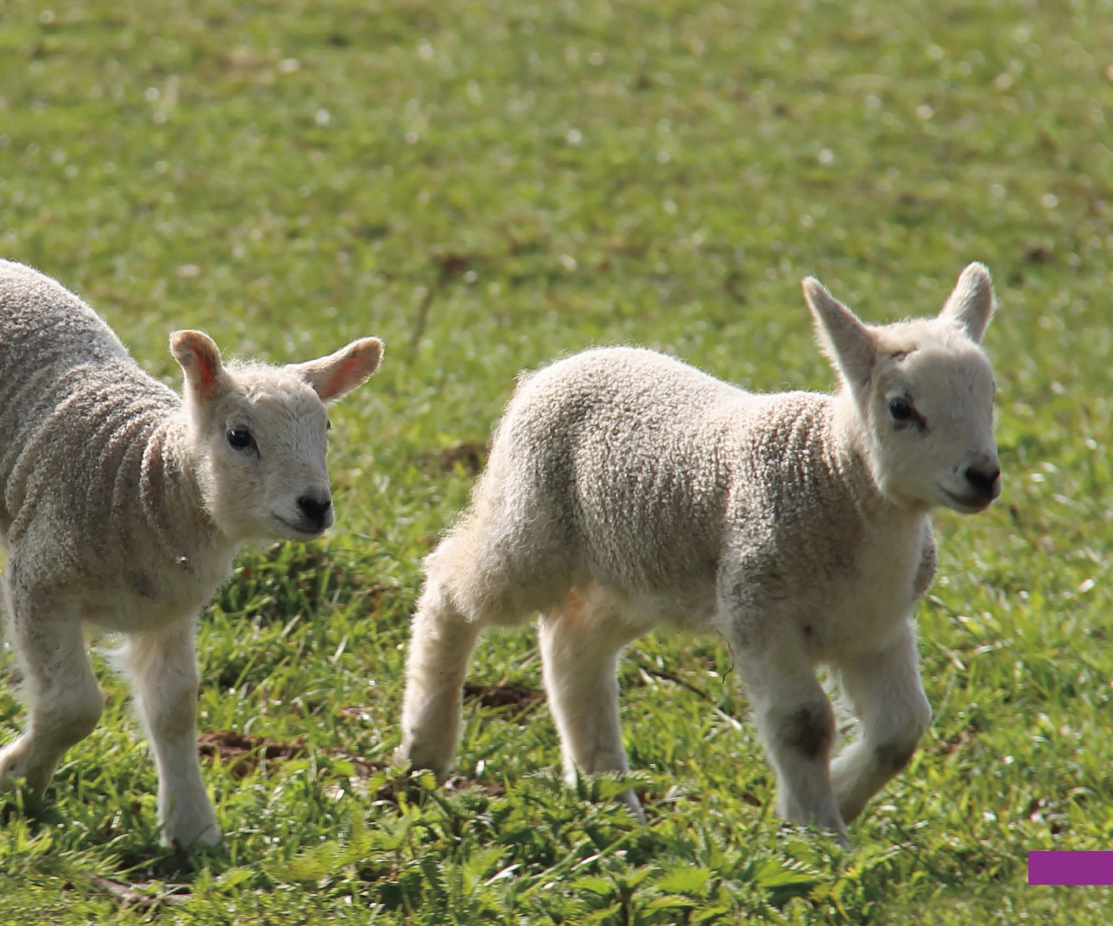 Time to Eat Sheep eat grass and plants They also eat hay and grain Sheep - photo 15