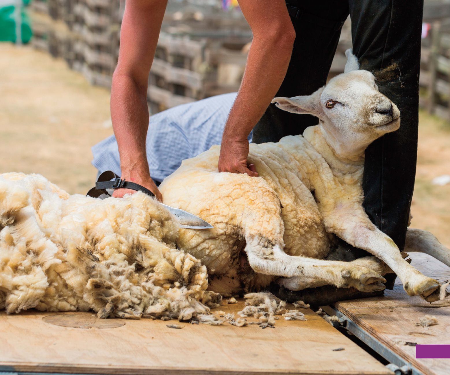 Foxes and other attack sheep Farmers use dogs donkeys and llamas to watch - photo 21