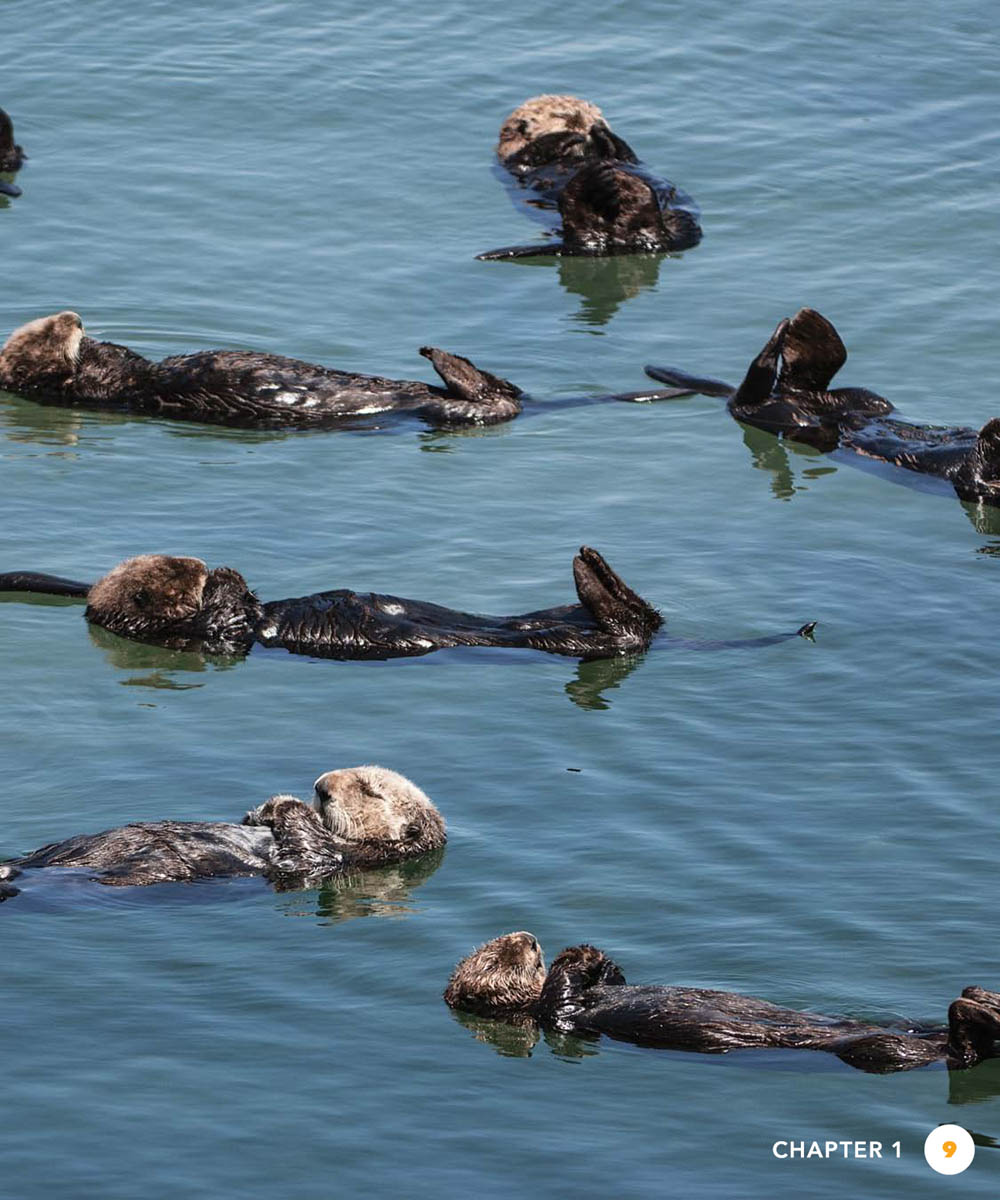 In the 1970s an studied sea otters His name was James Estes He - photo 9