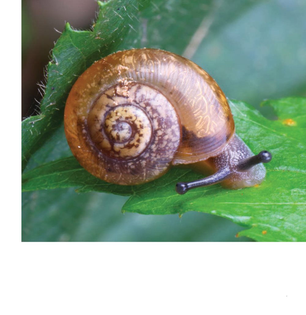 They have hard spiral shells This snail has two sets of feelers to - photo 5