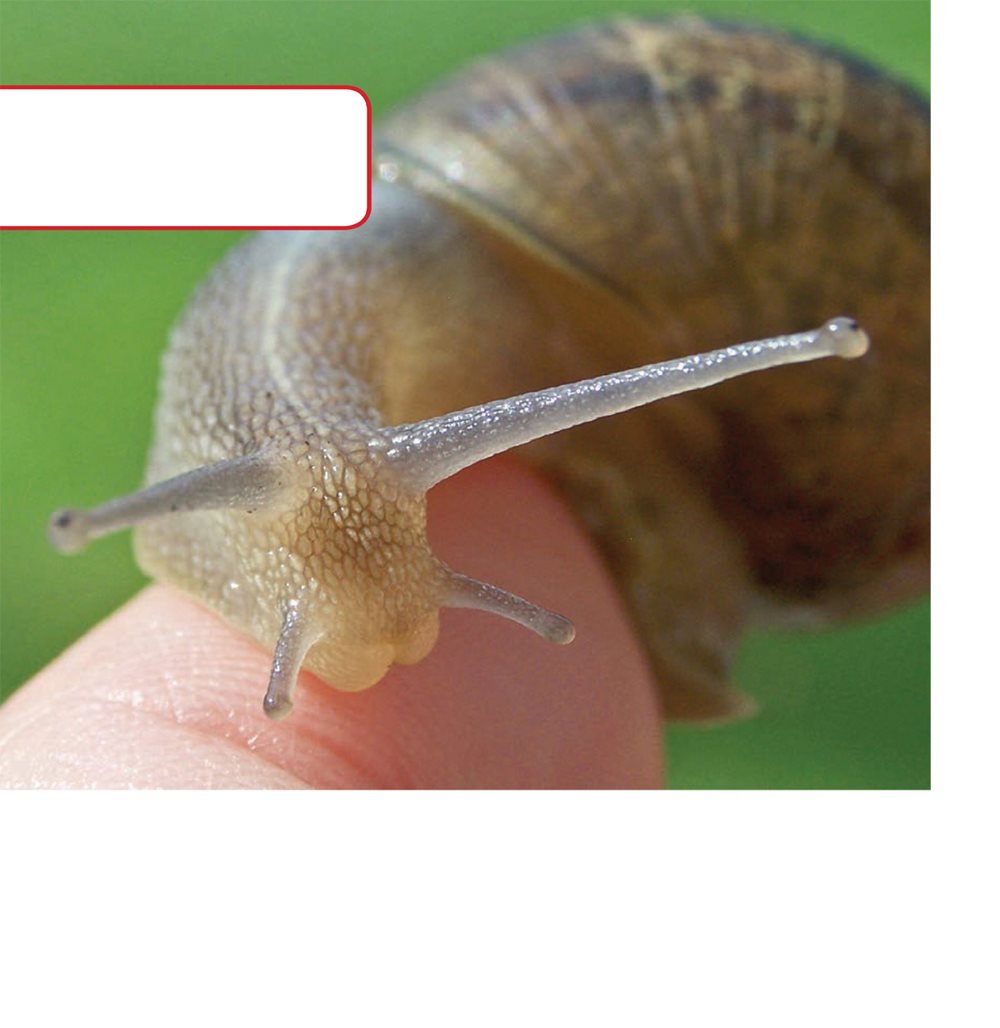 This snail has two sets of feelers to help it find its way A snails head - photo 6