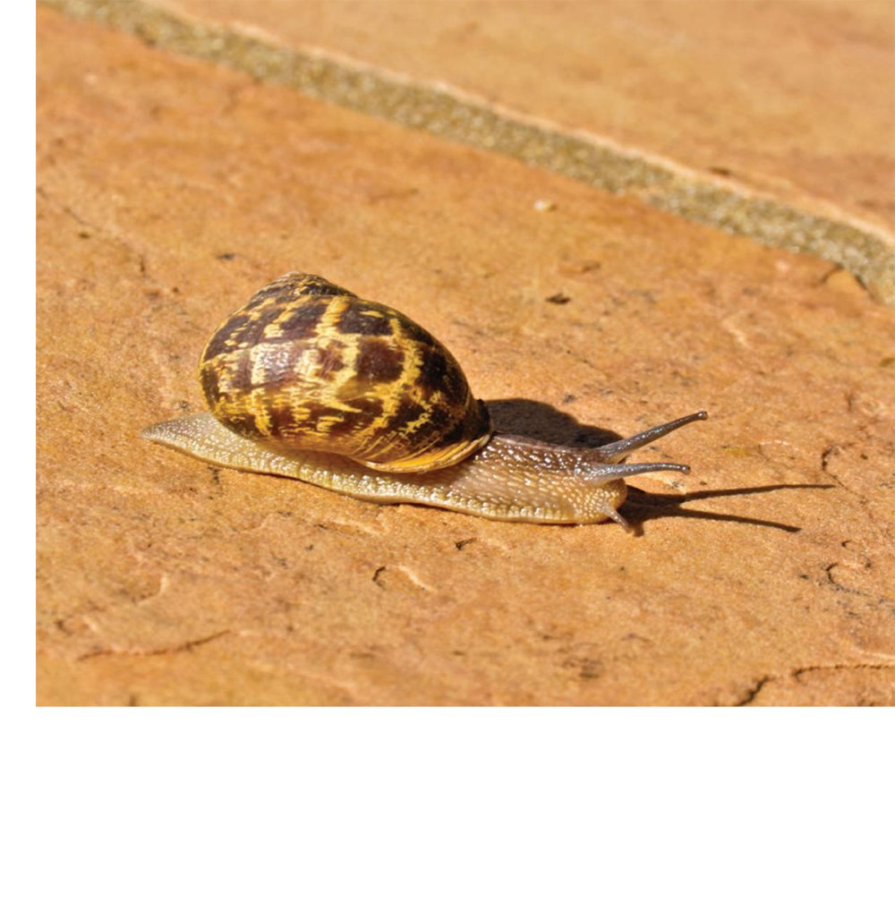 They will die if their bodies dry out Many snails live in wet dirt - photo 11