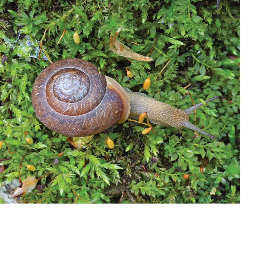 Many snails live in wet dirt and leaves Other snails live in water - photo 12