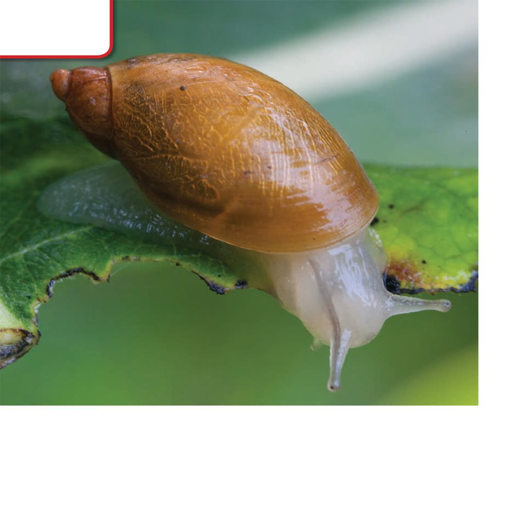 Food Most snails eat plants and algae Other snails feed on small - photo 14