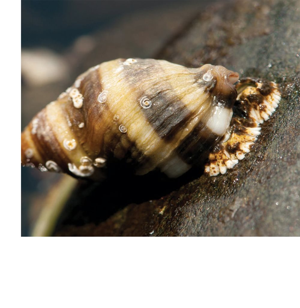 Other snails feed on small animals A snail scrapes up food with tiny - photo 15