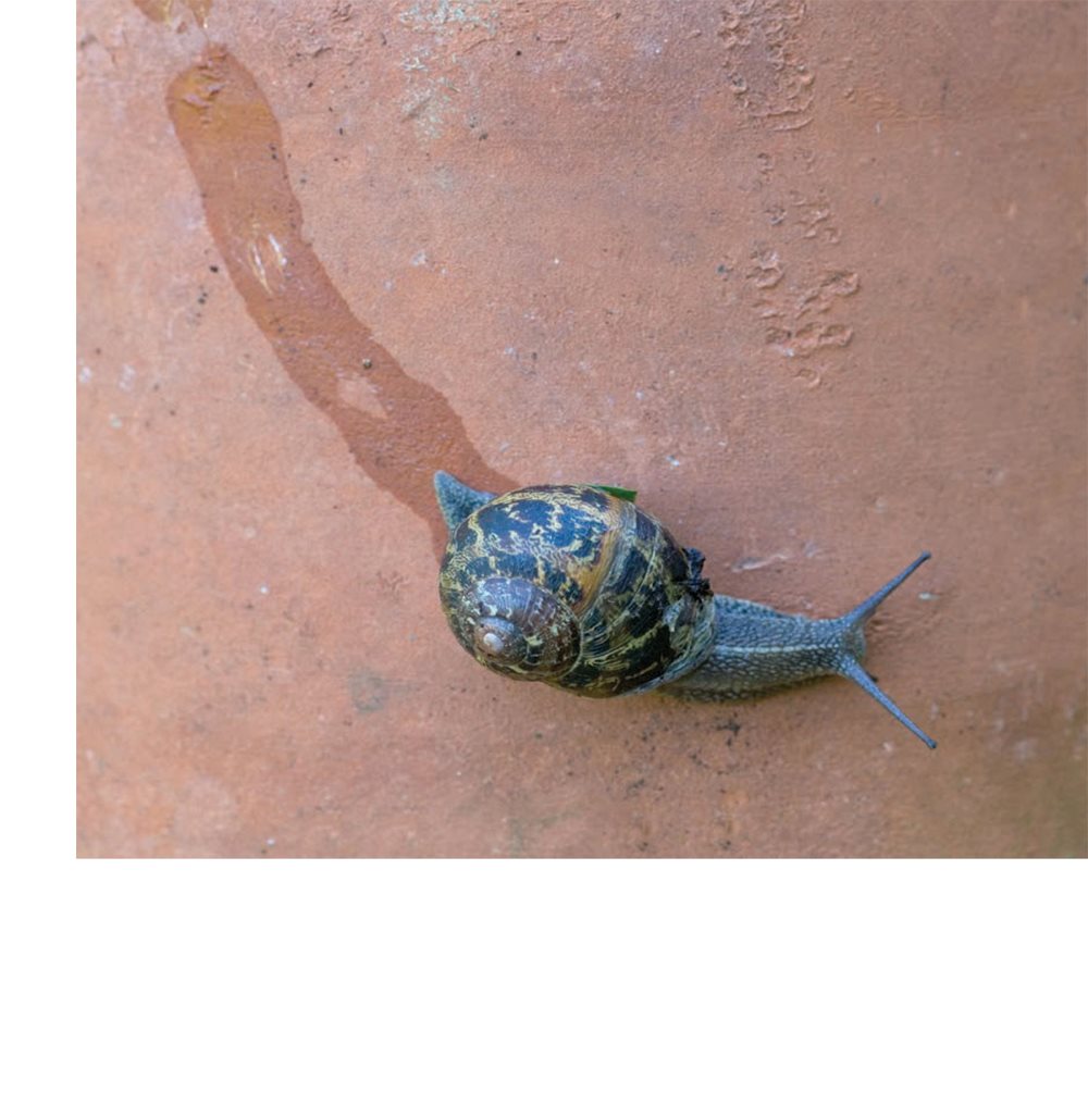 Slime keeps snails moist Slime helps a snail move forward on its foot - photo 19