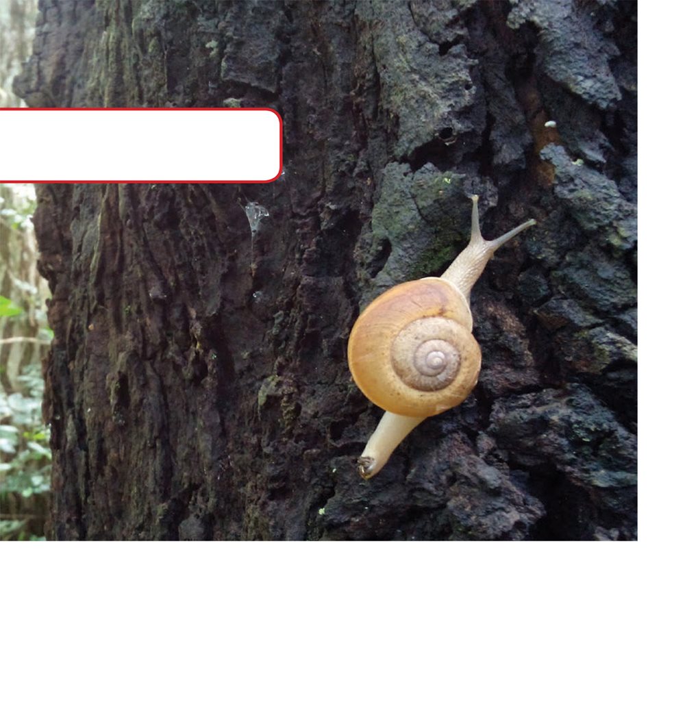 Slime helps a snail move forward on its foot Snails also use slime to - photo 20