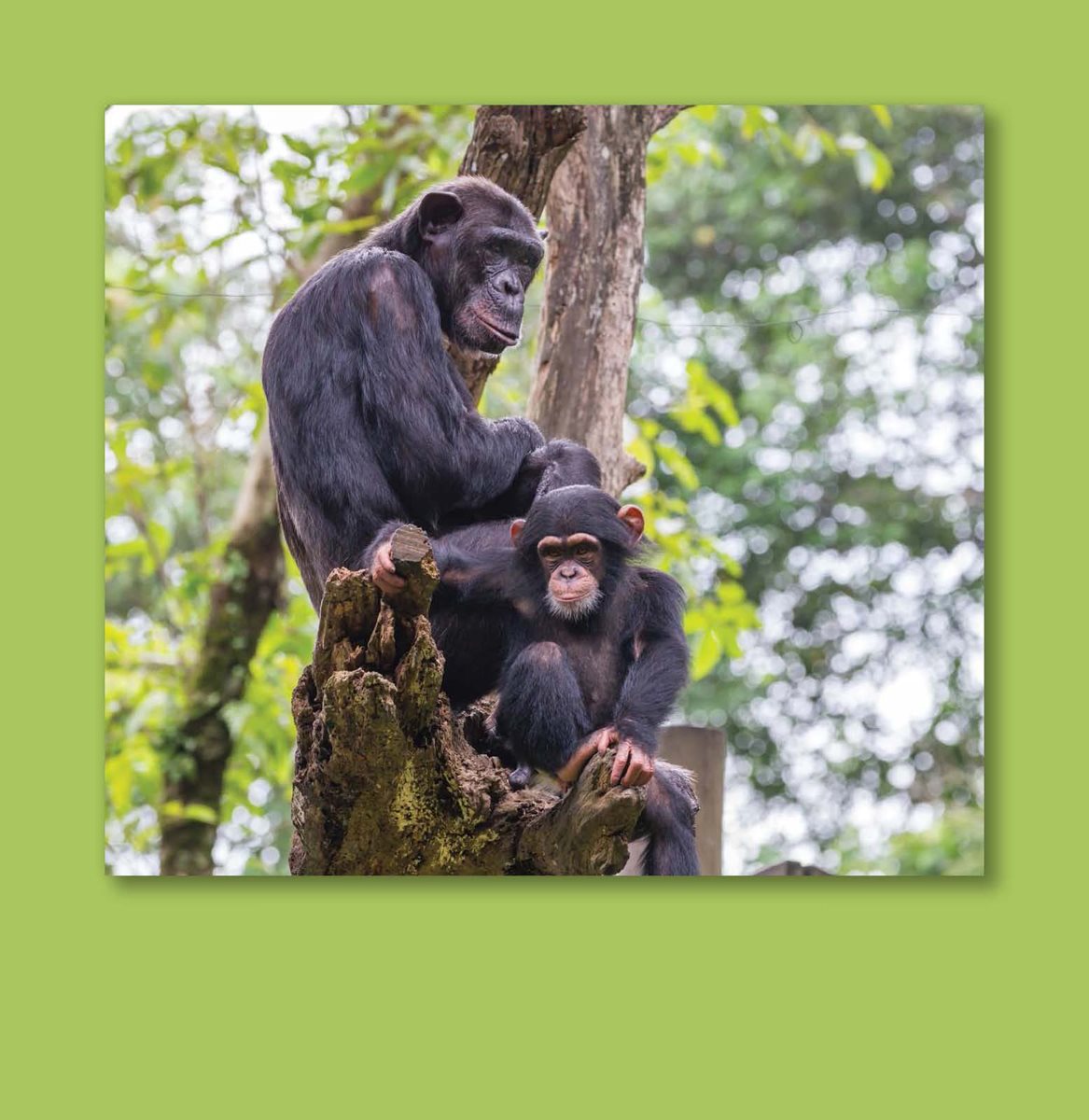 Zoo workers give chimps many things to climb on What Is a Zoo Look - photo 6