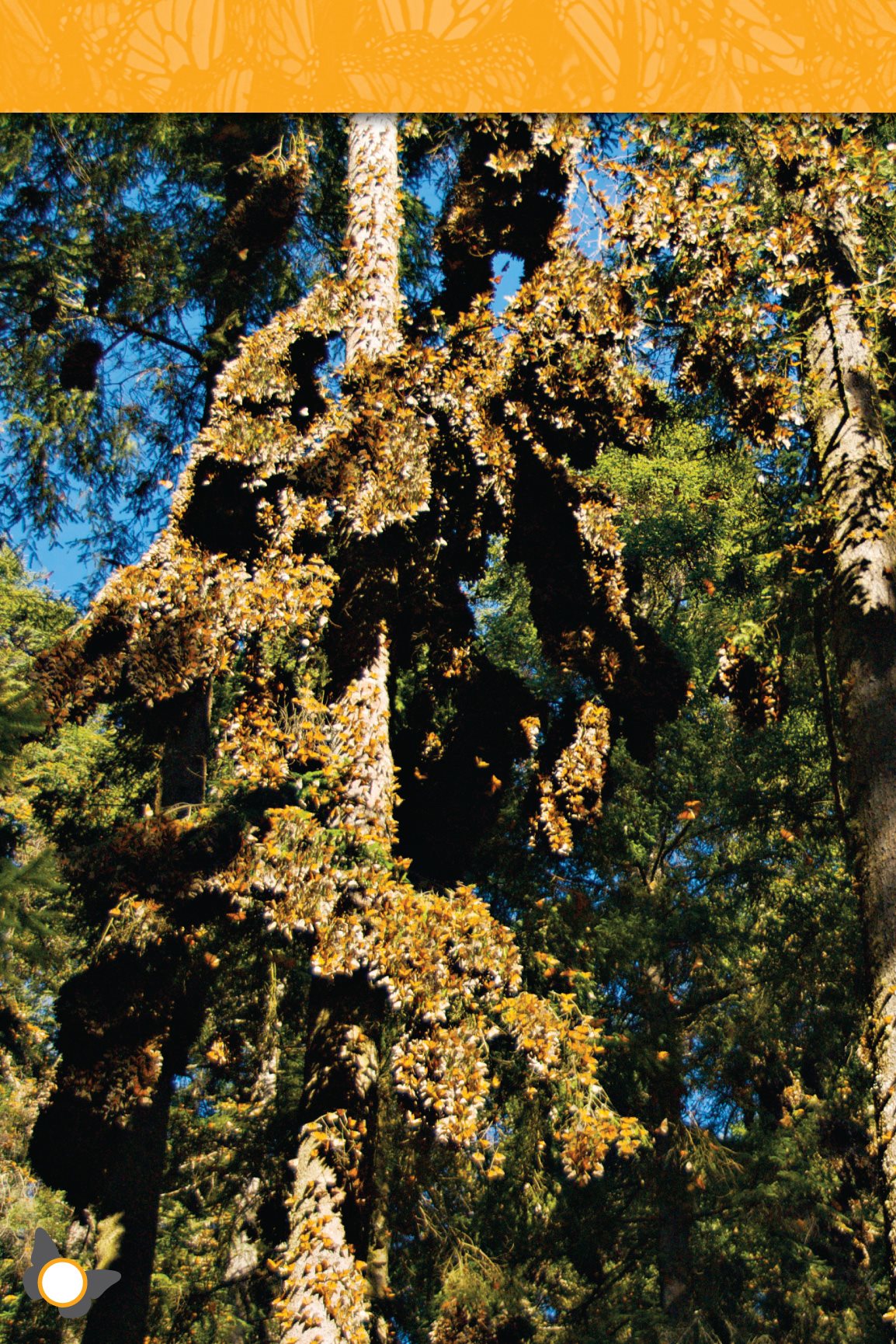 It is winter In the Oyamel Oh-ya-mehl forests of Mexico clusters of - photo 12