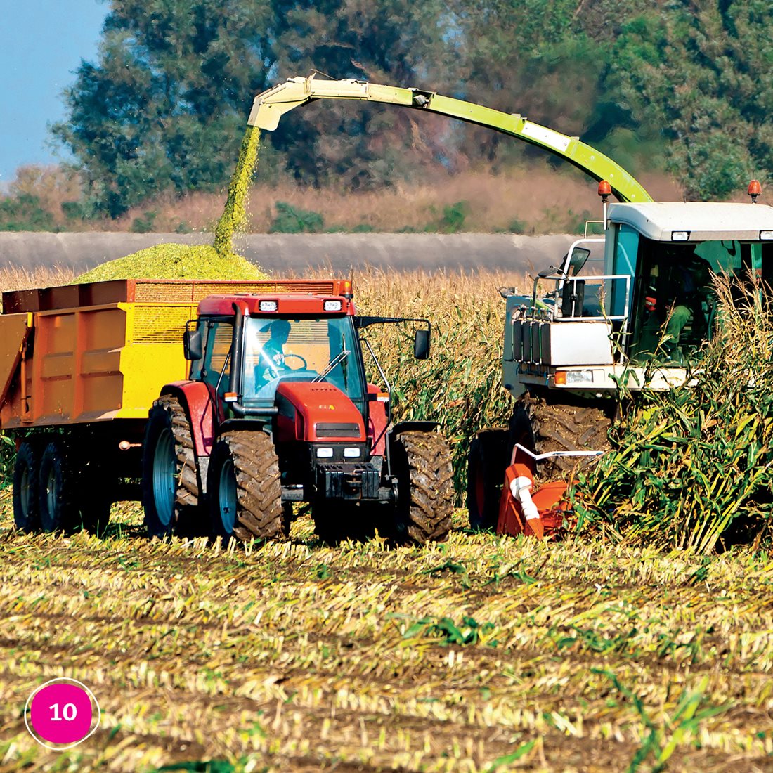 Seeds grow into crops Corn grows high out of the ground Farmers use a - photo 10