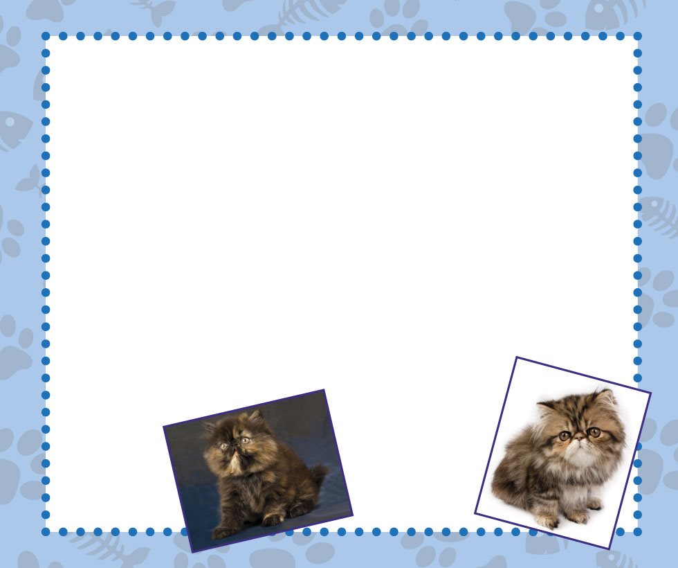 CONTENTS IS A PERSIAN CAT RIGHT FOR YOU WHAT YOU SHOULD KNOW A GOOD - photo 5