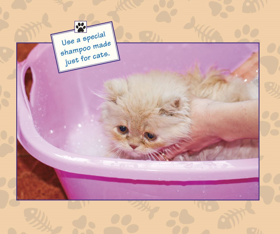 Use a special shampoo made just for cats GROOMING Persians have very - photo 16