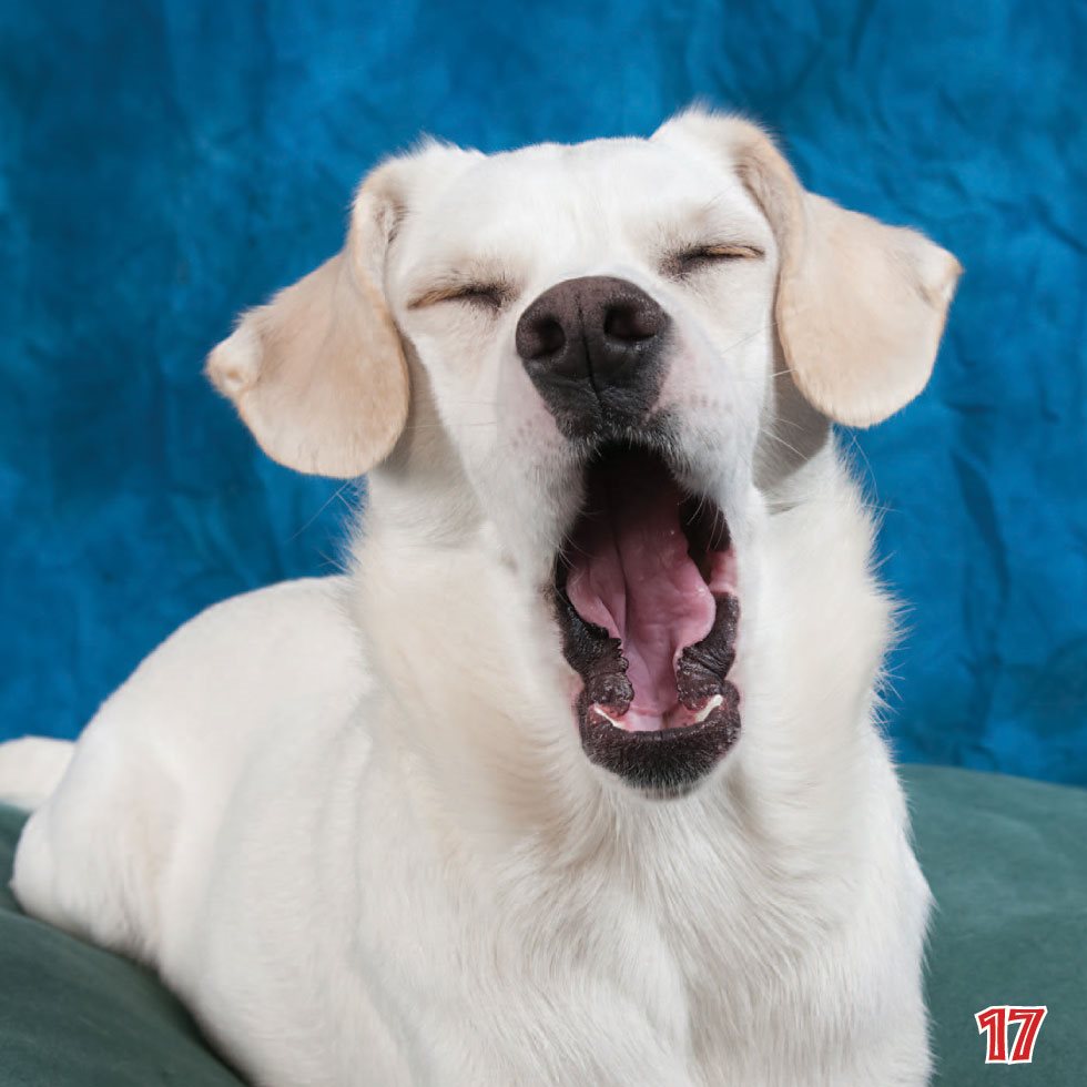 Some scientists think yawning might be something people long long ago - photo 19