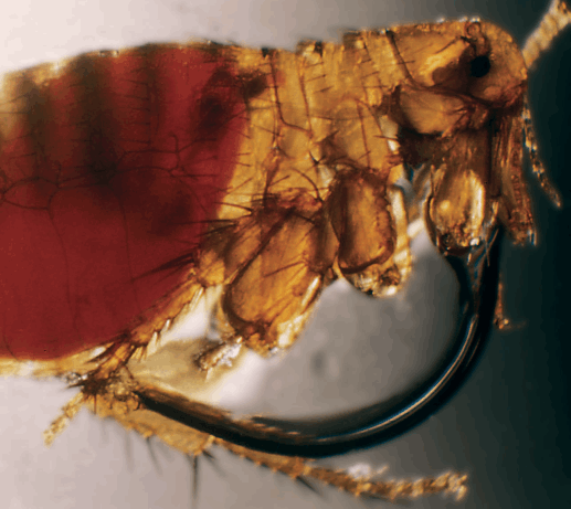 A magnified picture of a diseased flea shows its body filled with the blood it - photo 4