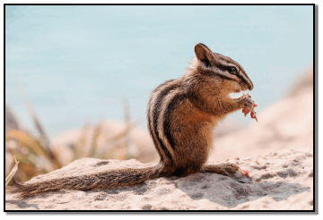 A NEWBORN SQUIRREL is about an inch long If you come across one of these - photo 20