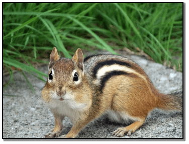 S QUIRRELS MAY LOSE 25 percent of their buried food to thieves And thats just - photo 14