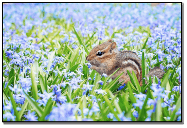 S QUIRRELS ARE ACROBATIC intelligent and adaptable If youre not convinced - photo 24