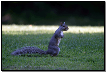 A SQUIRRELS FRONT teeth never stop growing This is a common characteristic of - photo 12